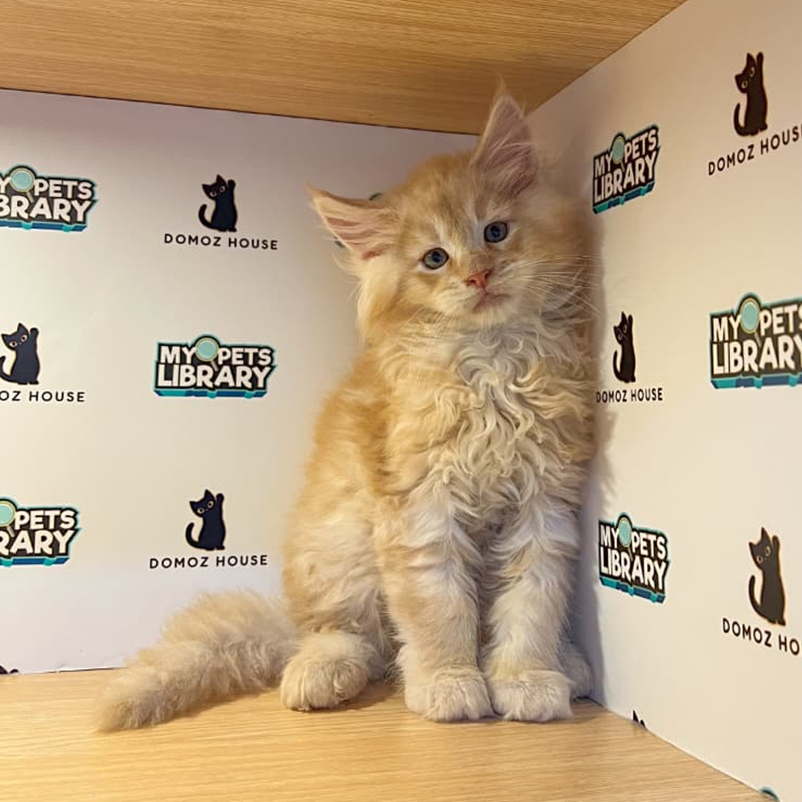 Maine Coon Kitten