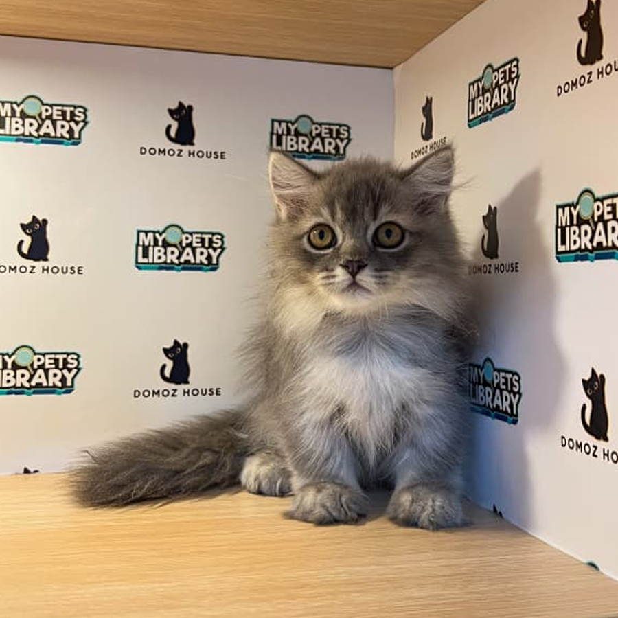 Minuet Napoleon Kitten