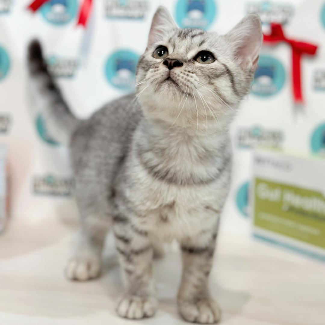 Scottishstraight Kitten