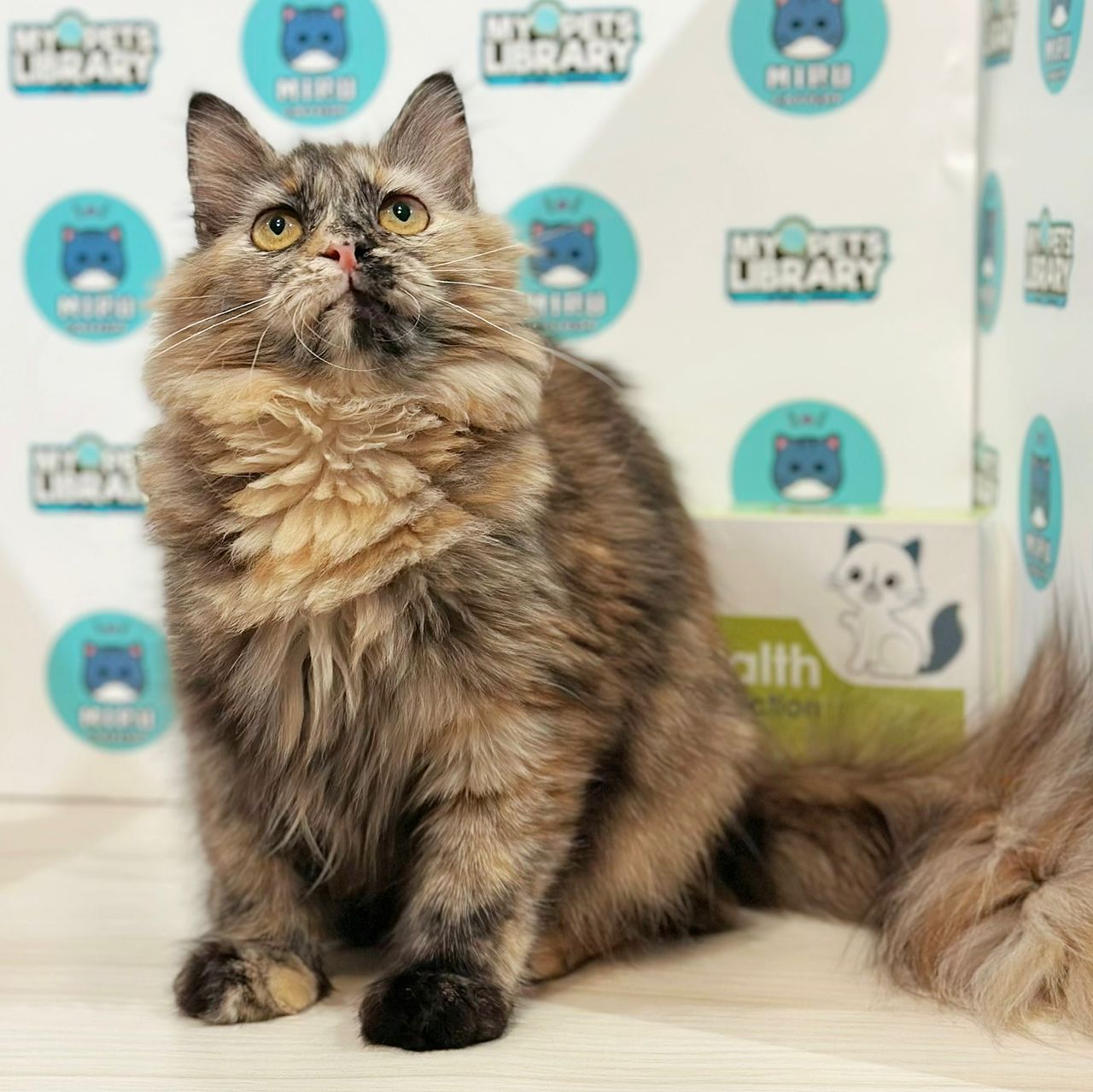 Maine Coon Persian Kitten