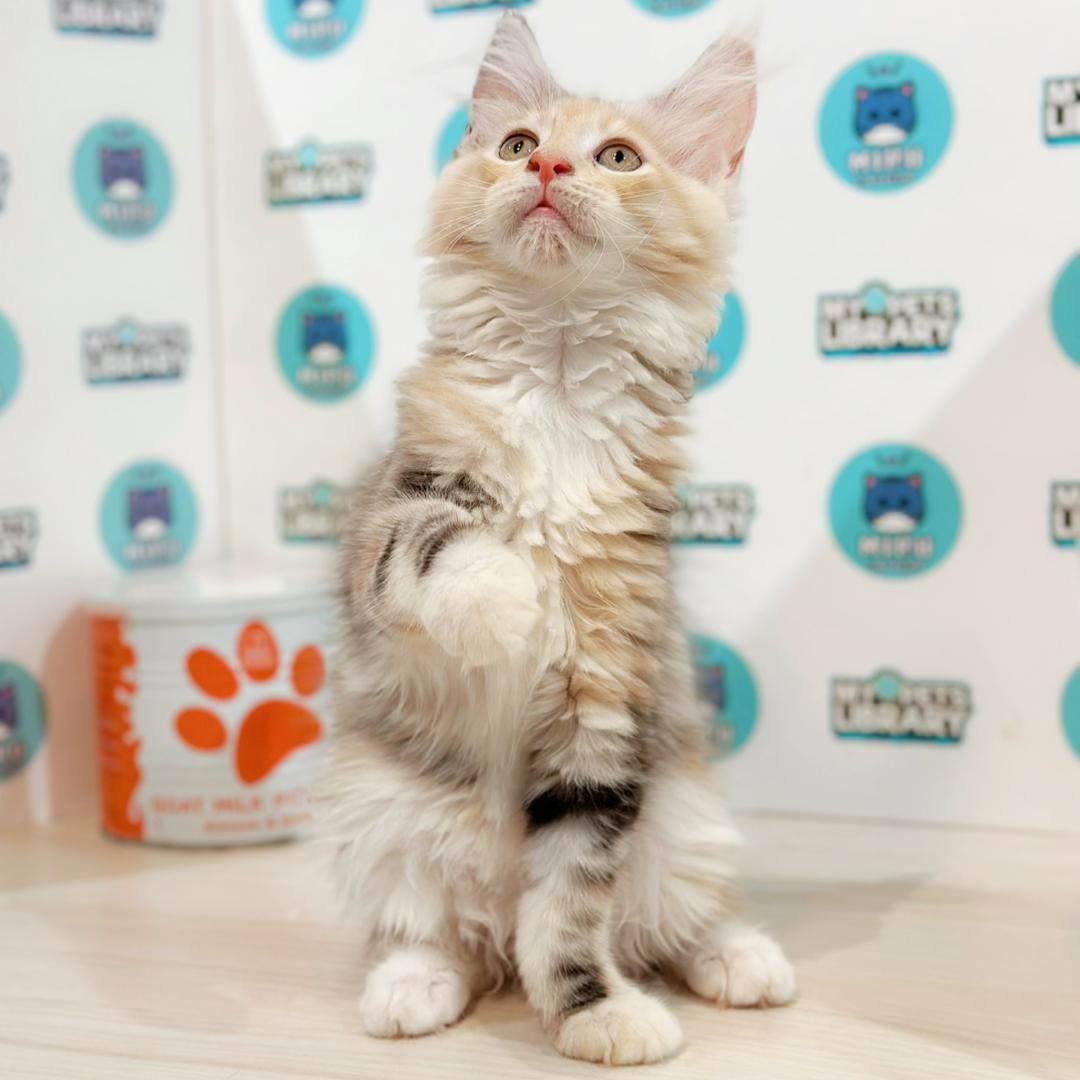 Maine Coon Kitten