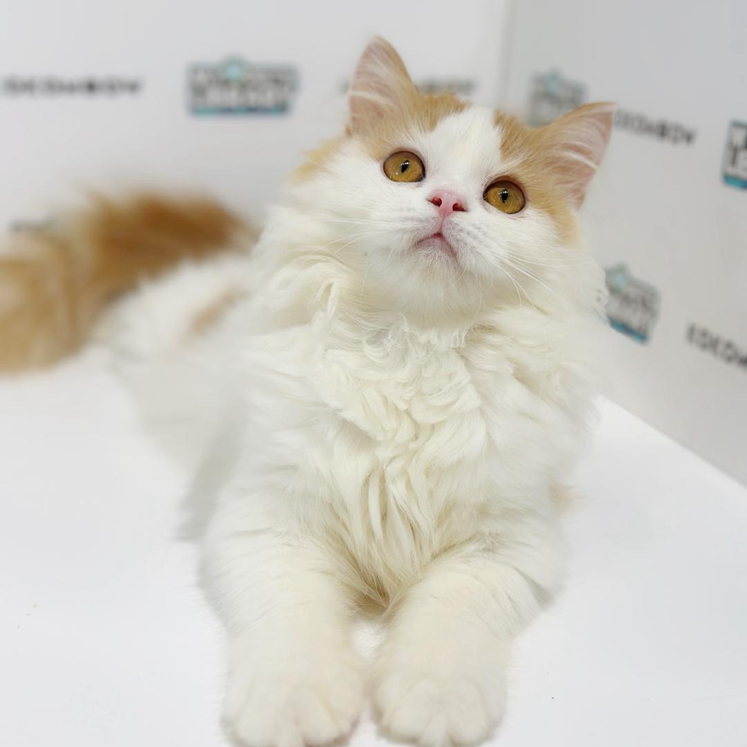 British Longhair Kitten