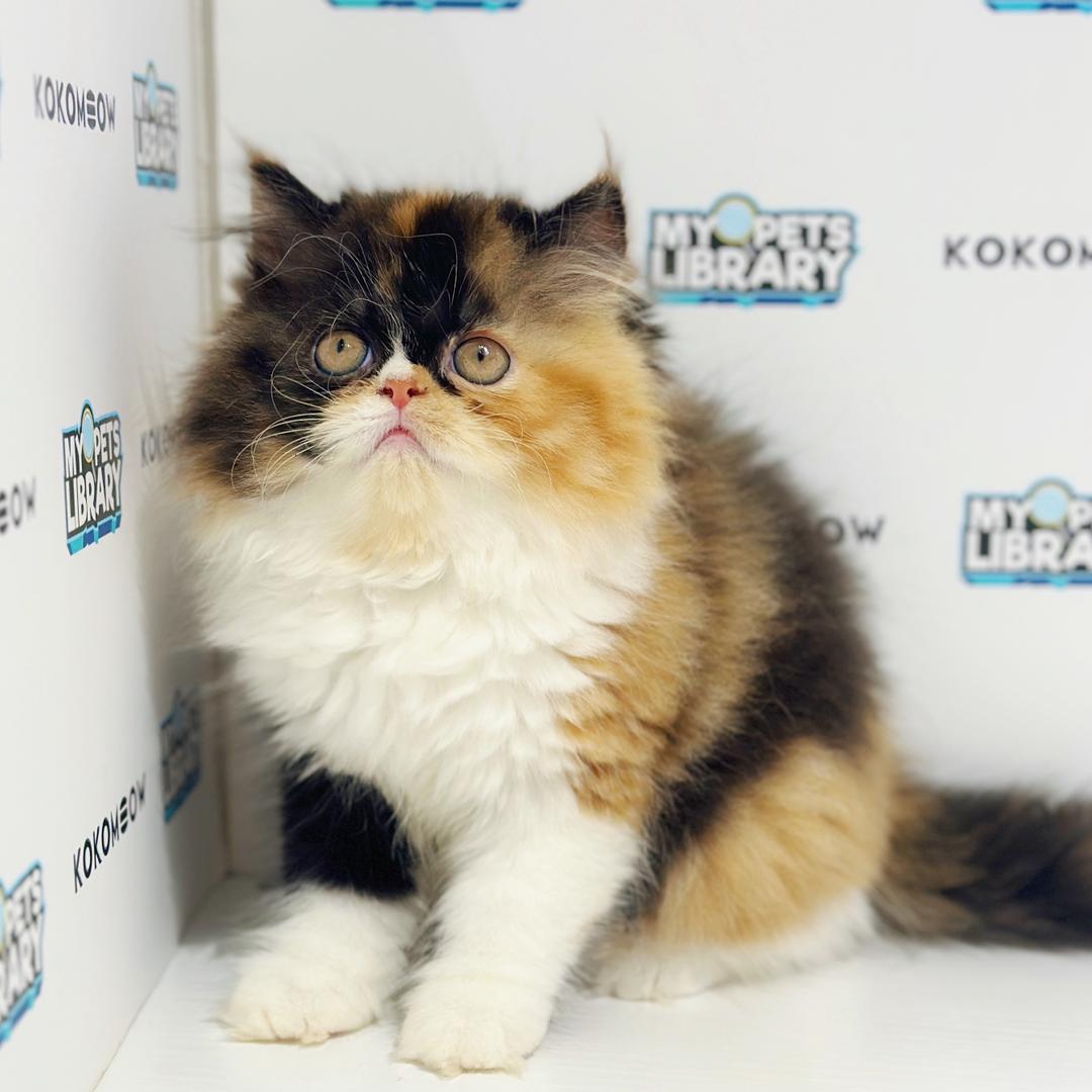 Persian Kitten