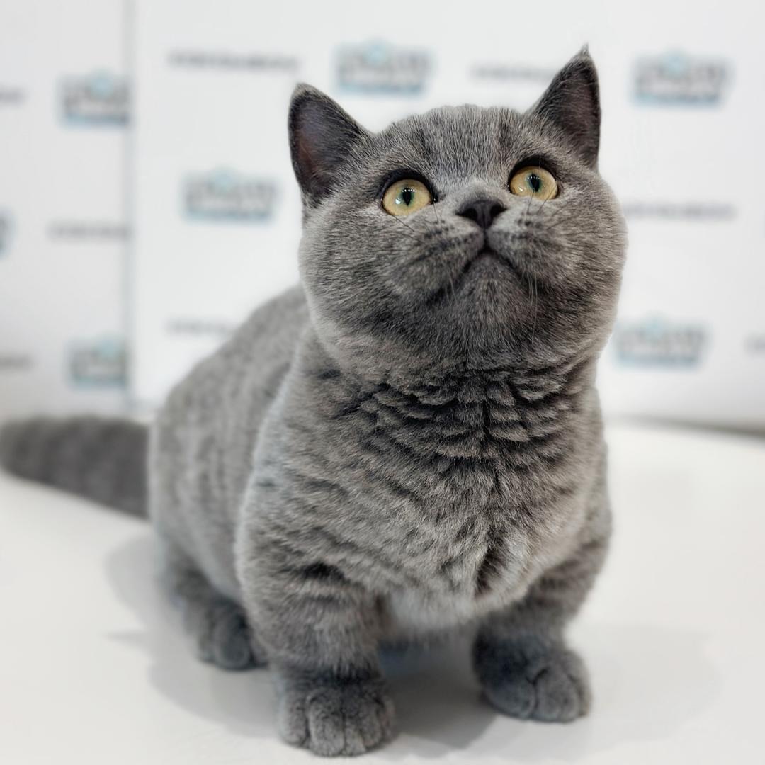 Super Short Munchkin British Shorthair Kitten