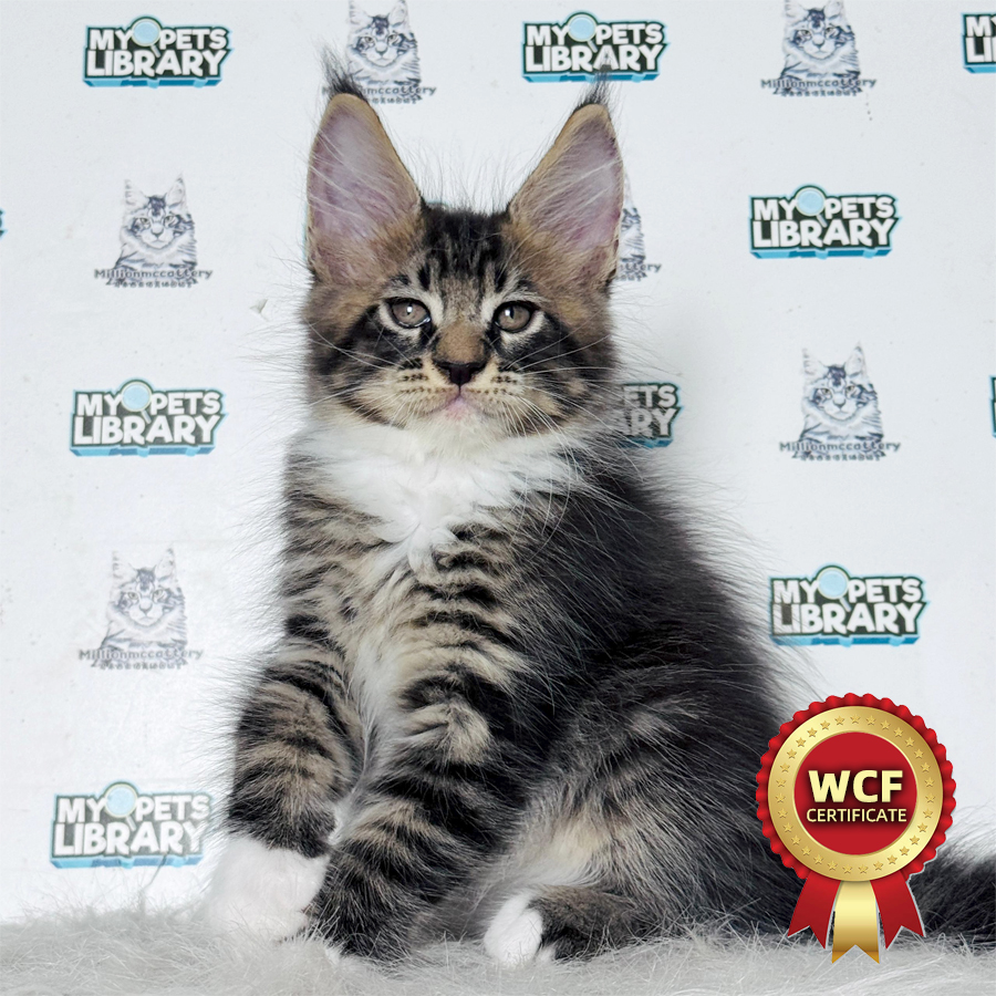 WCF Maine Coon Kitten
