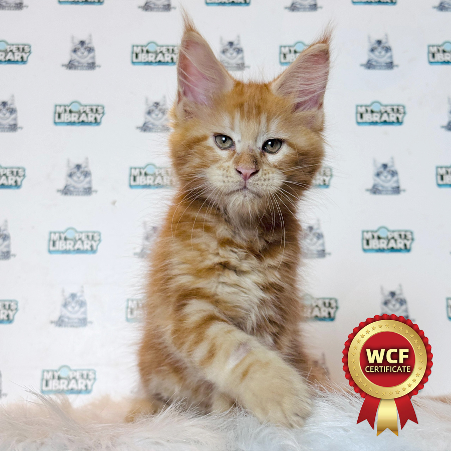 WCF Maine Coon Kitten