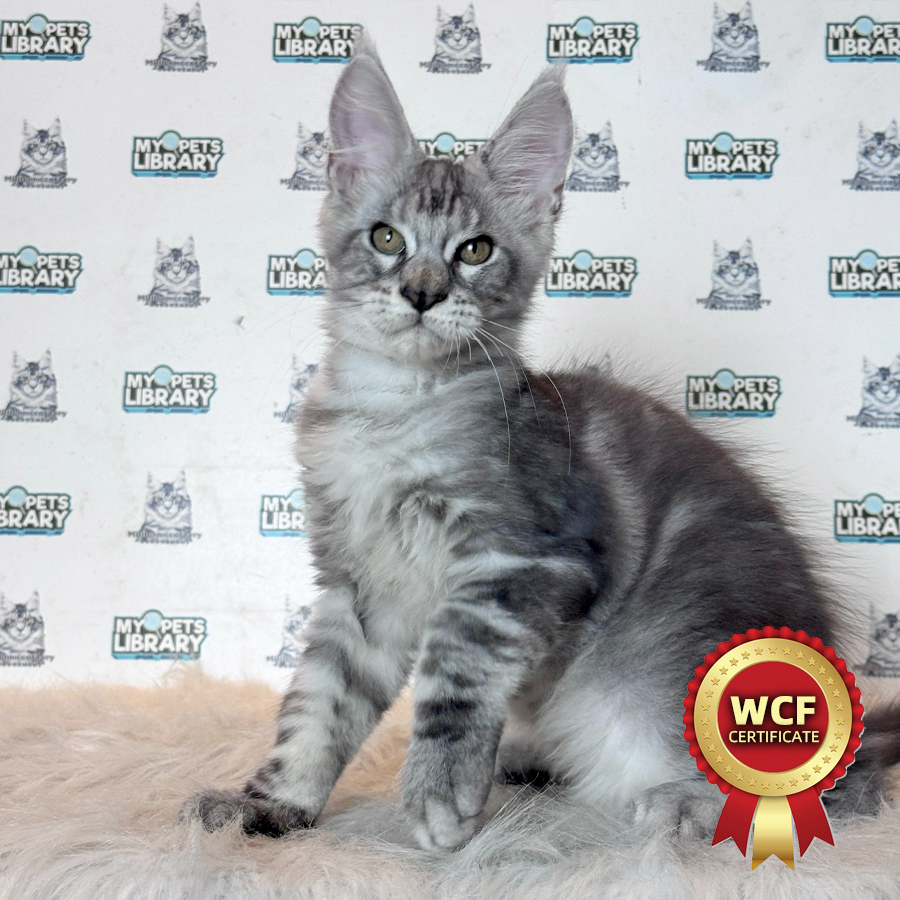 WCF Maine Coon Kitten