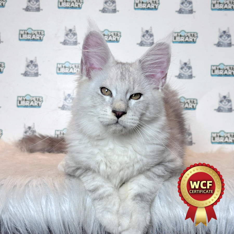 WCF Maine Coon Kitten