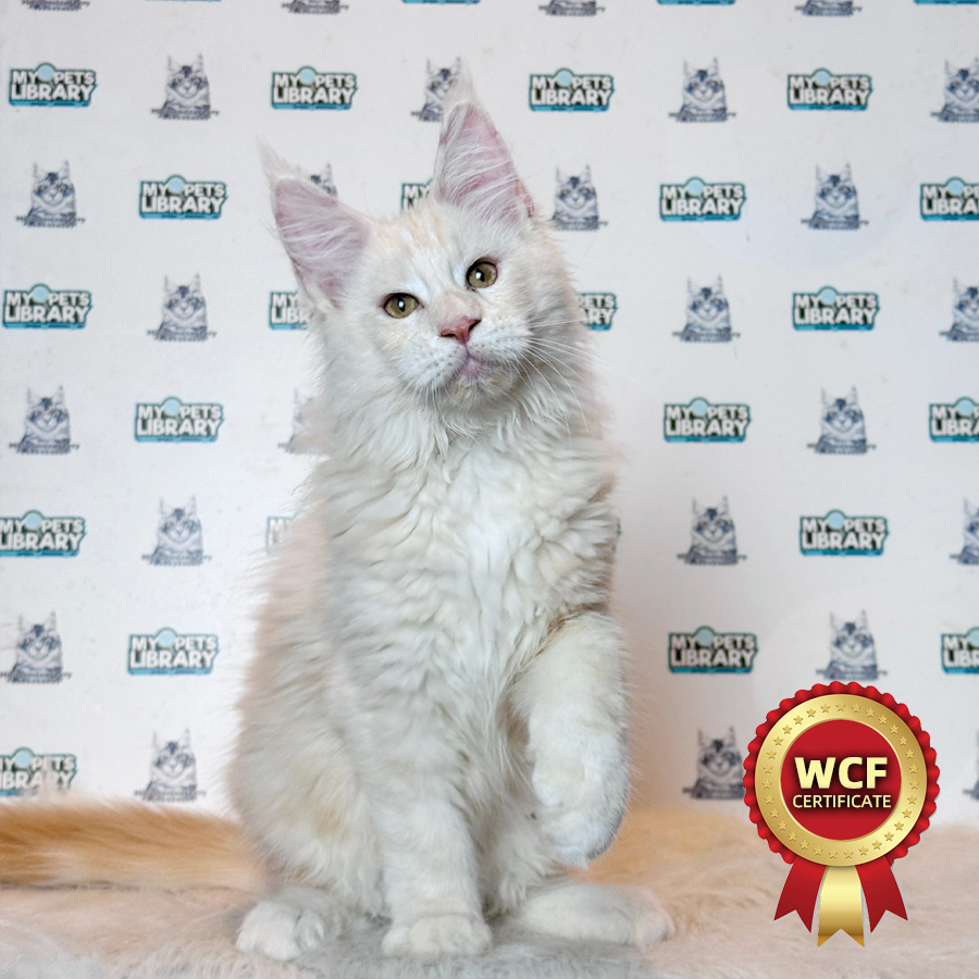WCF Maine Coon Kitten