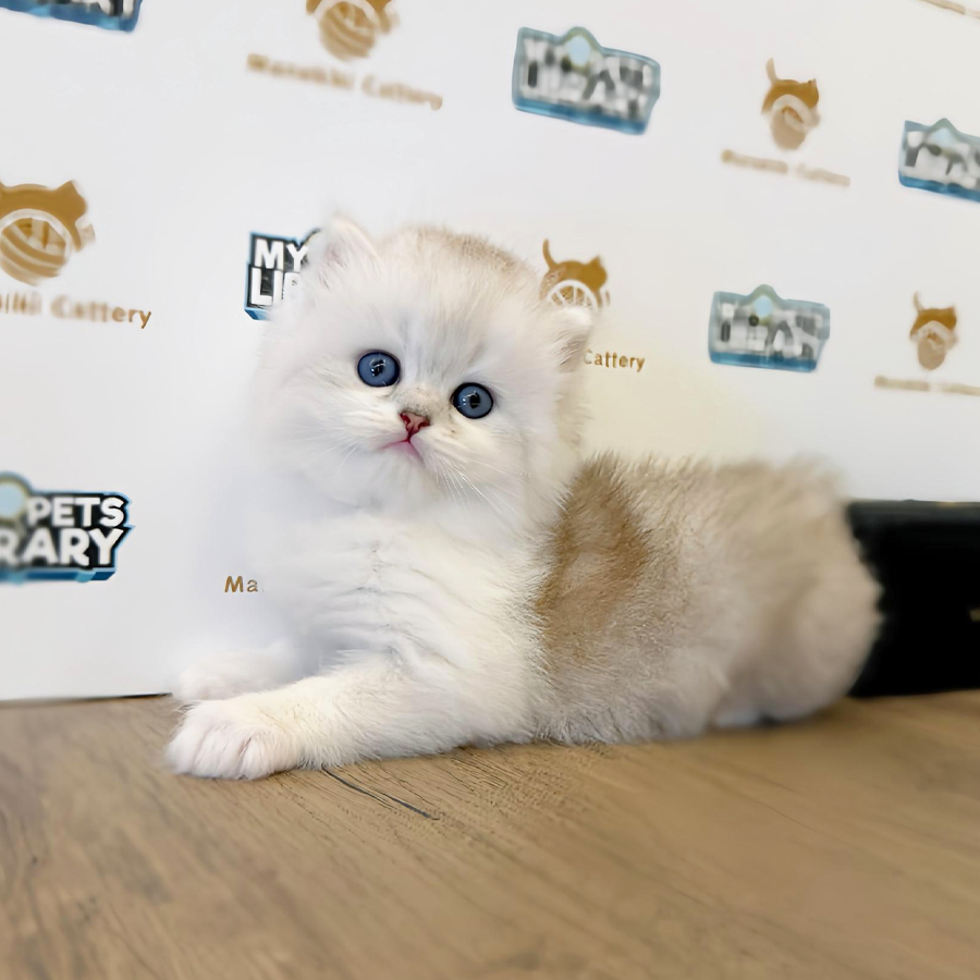Minuet Napoleon Kitten