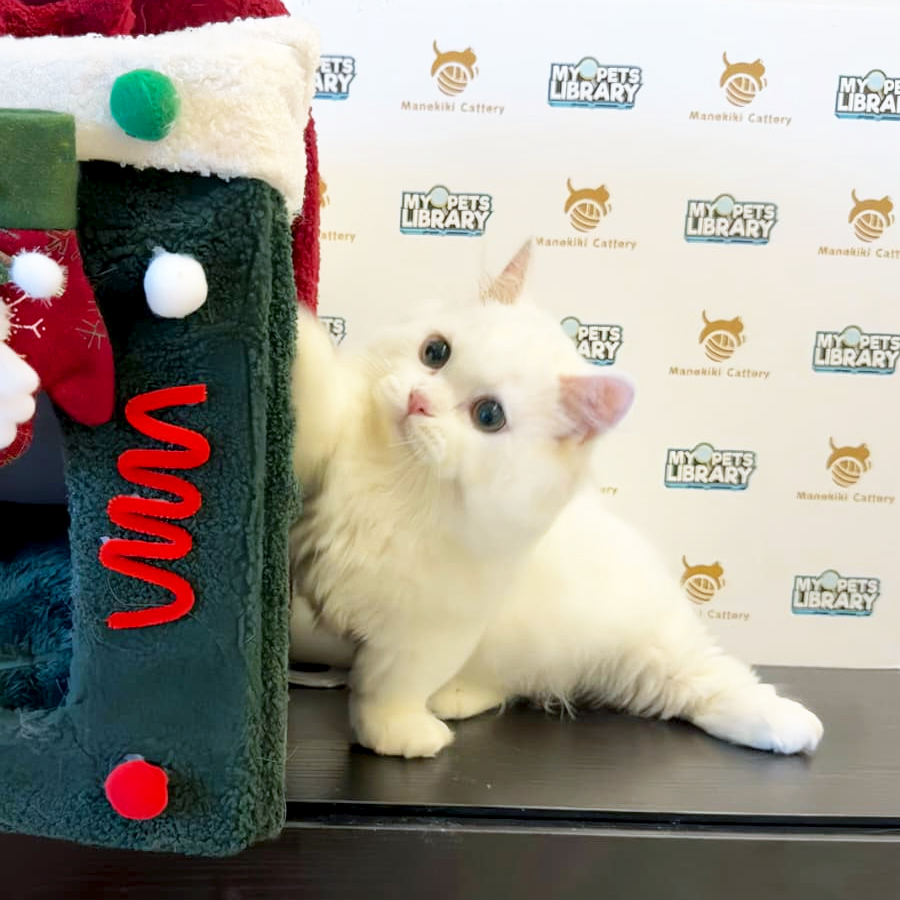 Minuet Napoleon Kitten