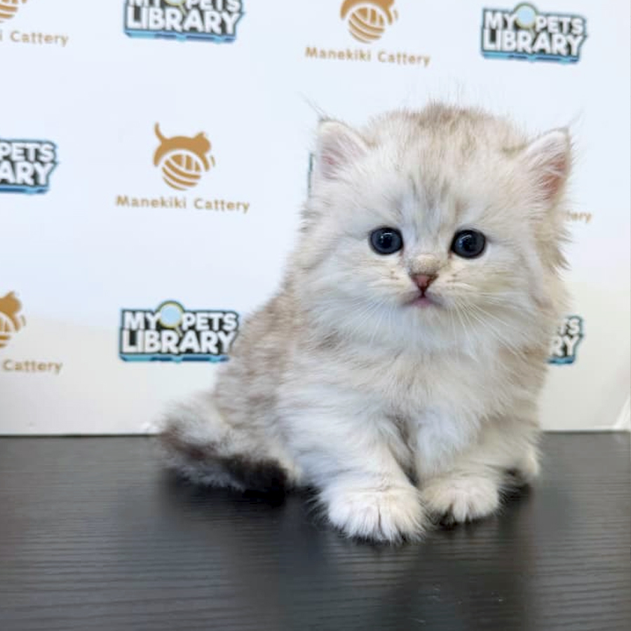 Minuet Napoleon Kitten