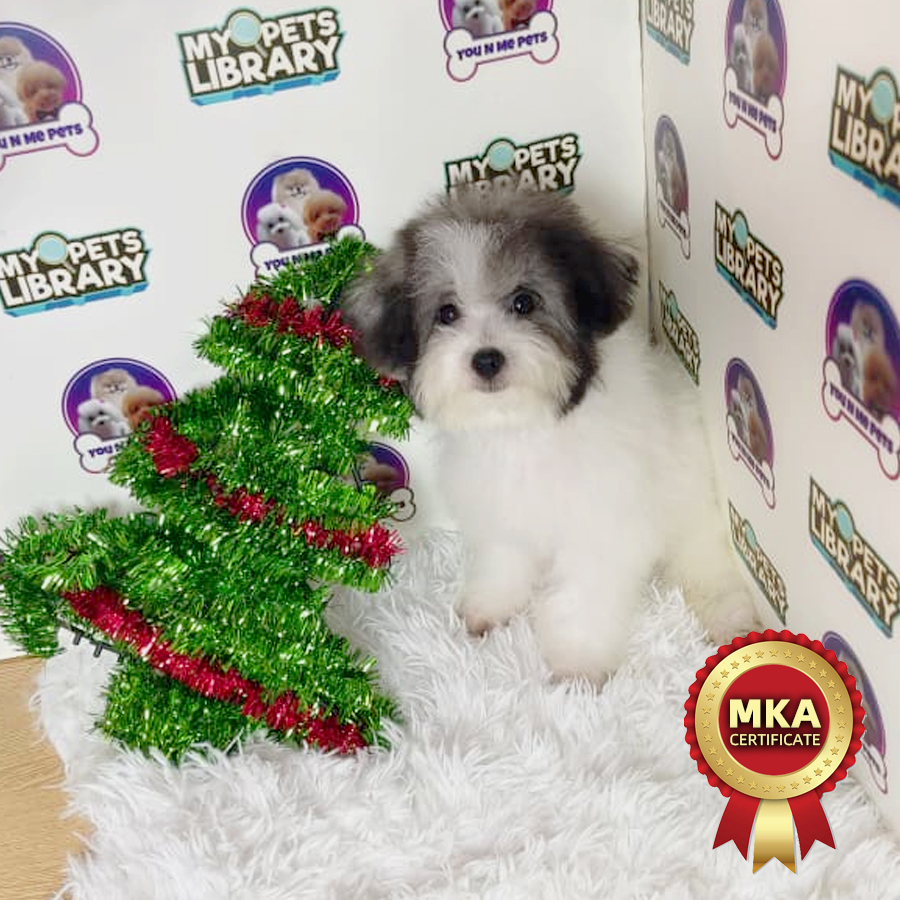 MKA Toy Poodle Puppy