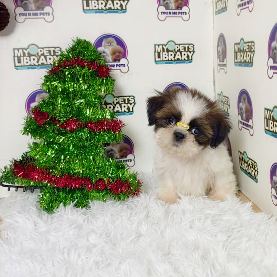 Mini Shih Tzu Puppy