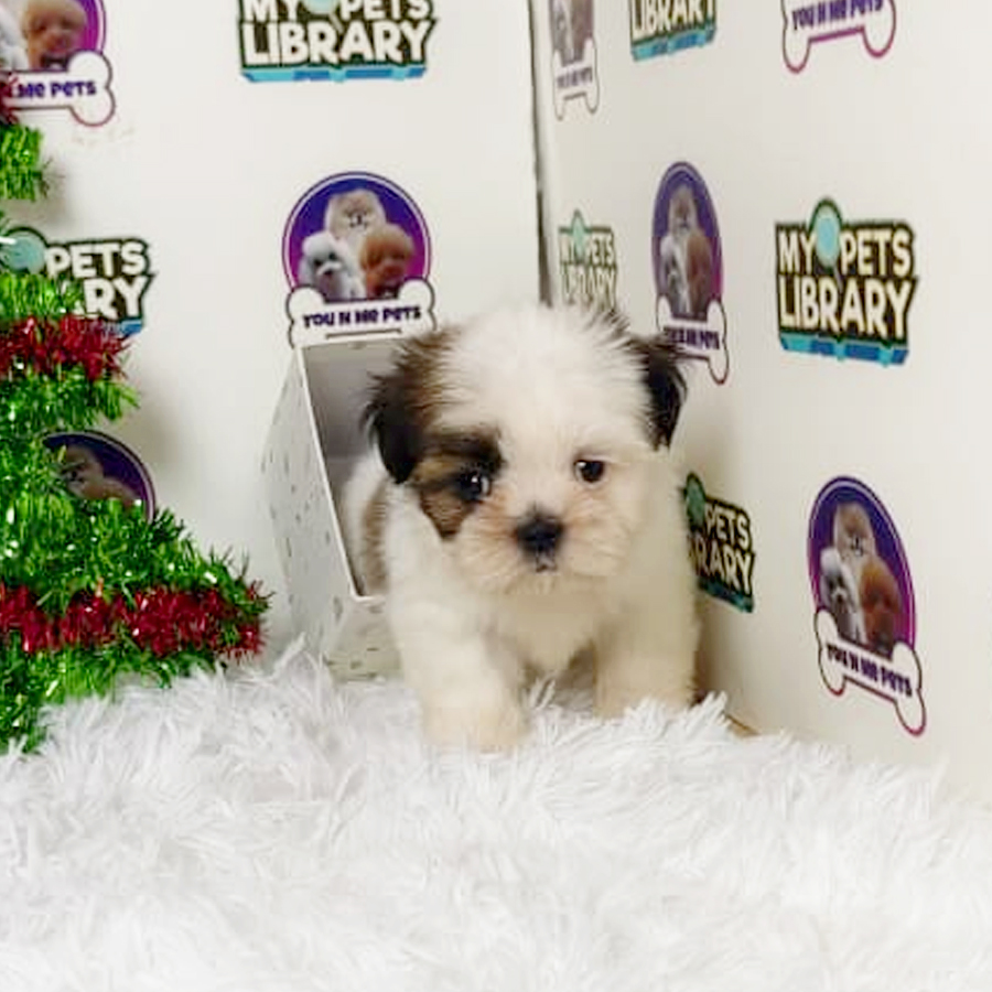 Mini Shih Tzu Puppy