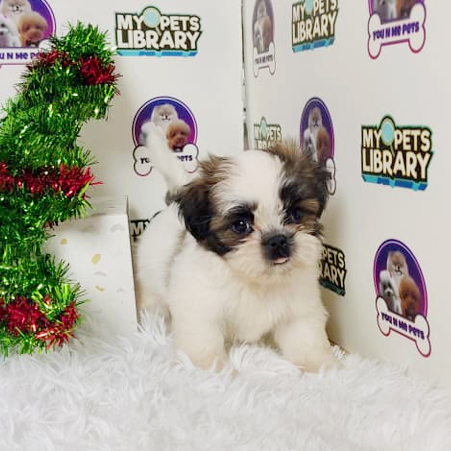Mini Shih Tzu Puppy