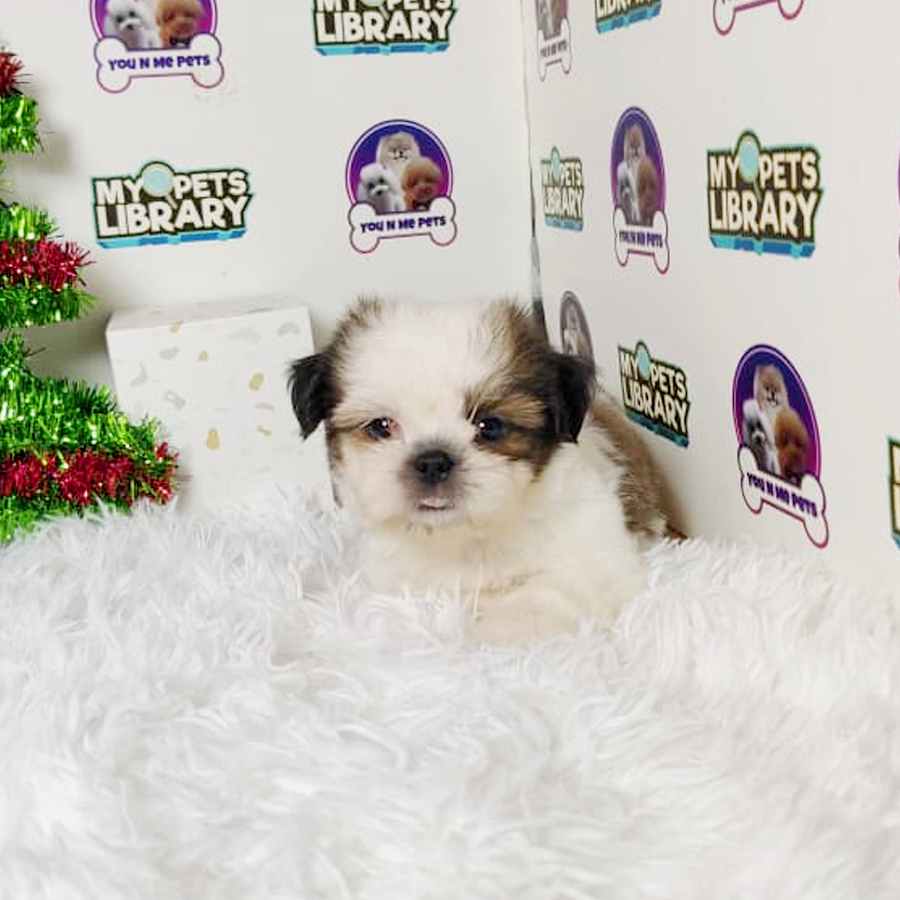 Mini Shih Tzu Puppy