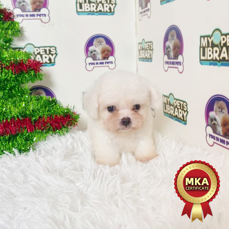 MKA Mini Bichon Frise Puppy