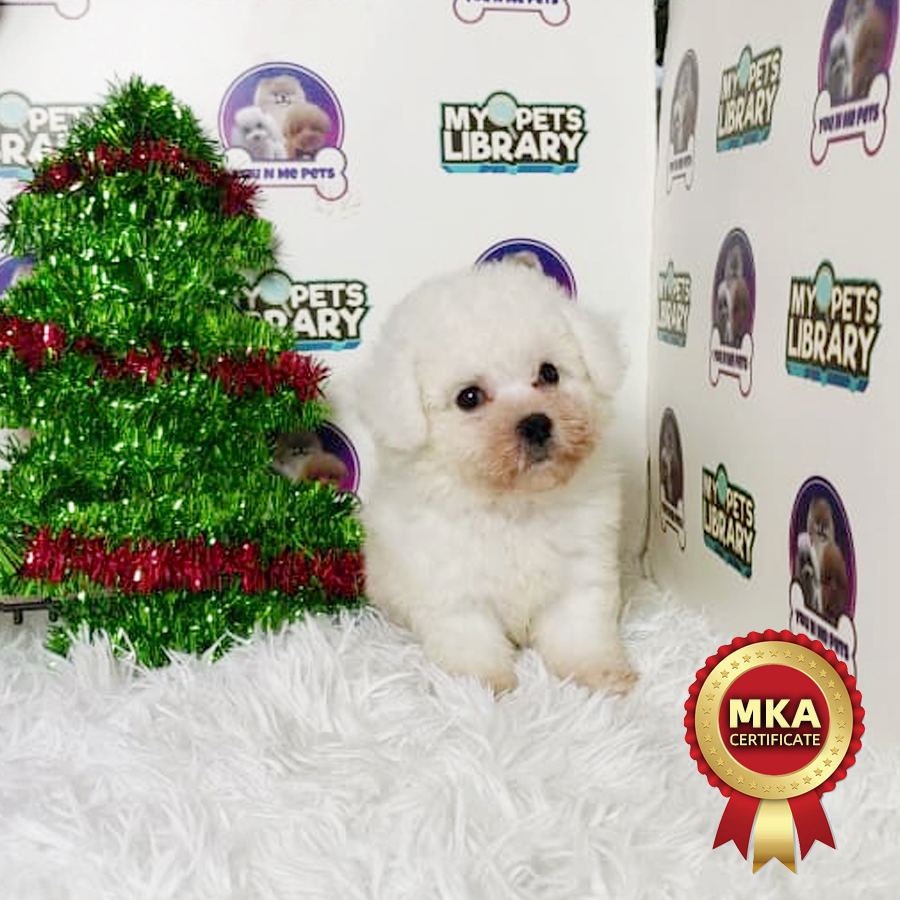 MKA Mini Bichon Frise Puppy