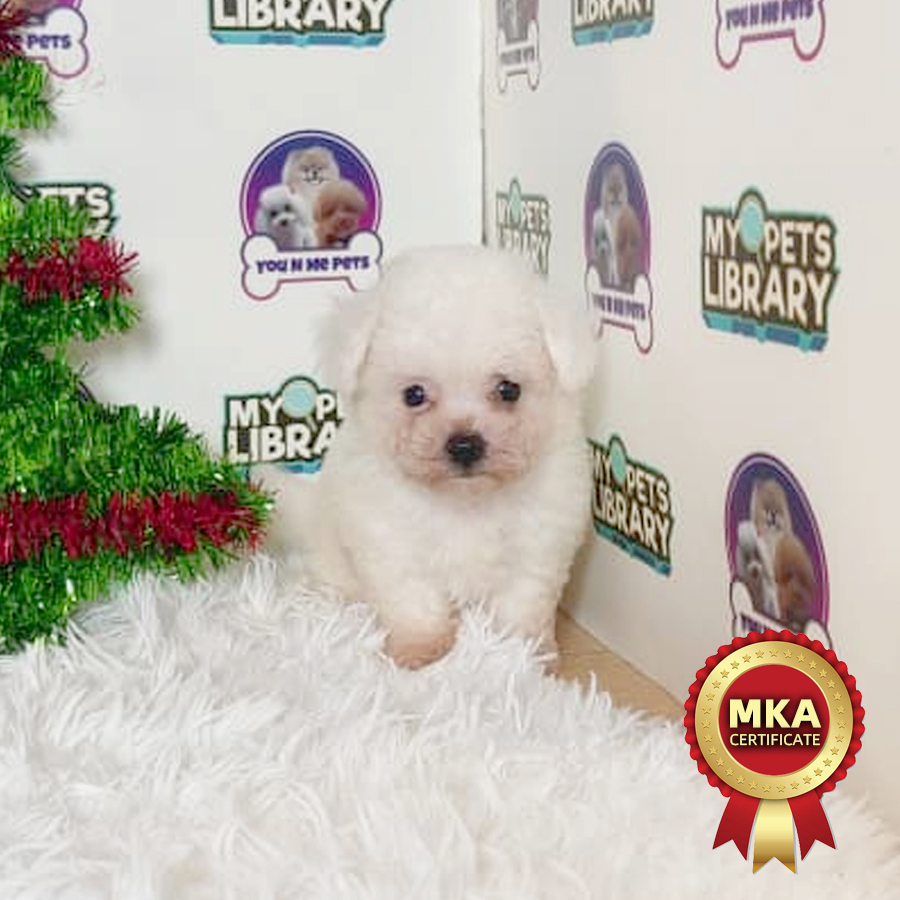 MKA Mini Bichon Frise Puppy