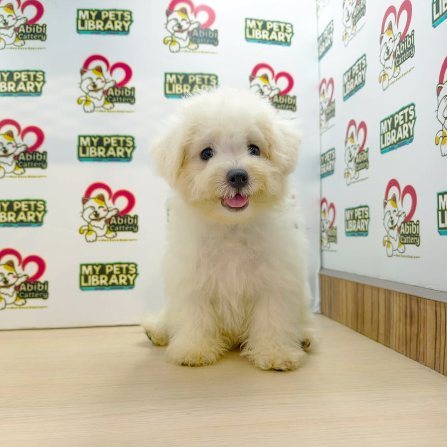Bichon Frise Puppy