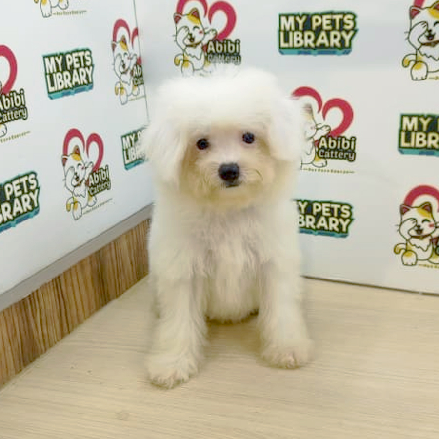 Bichon Frise Puppy