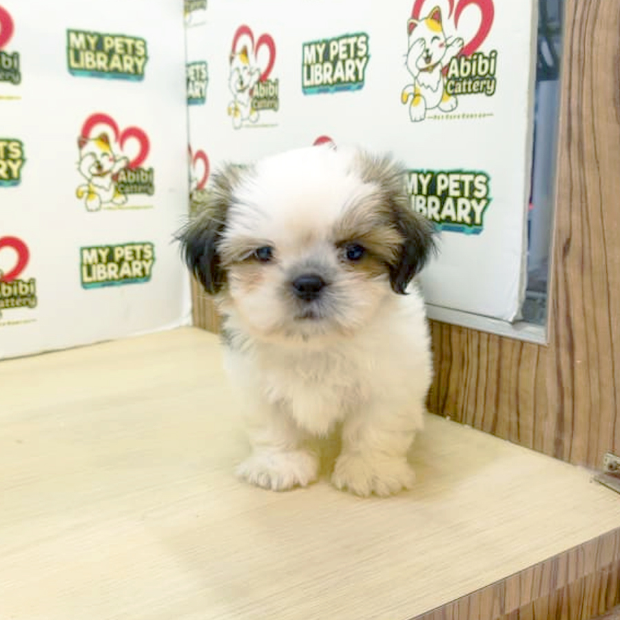 Shih Tzu Puppy