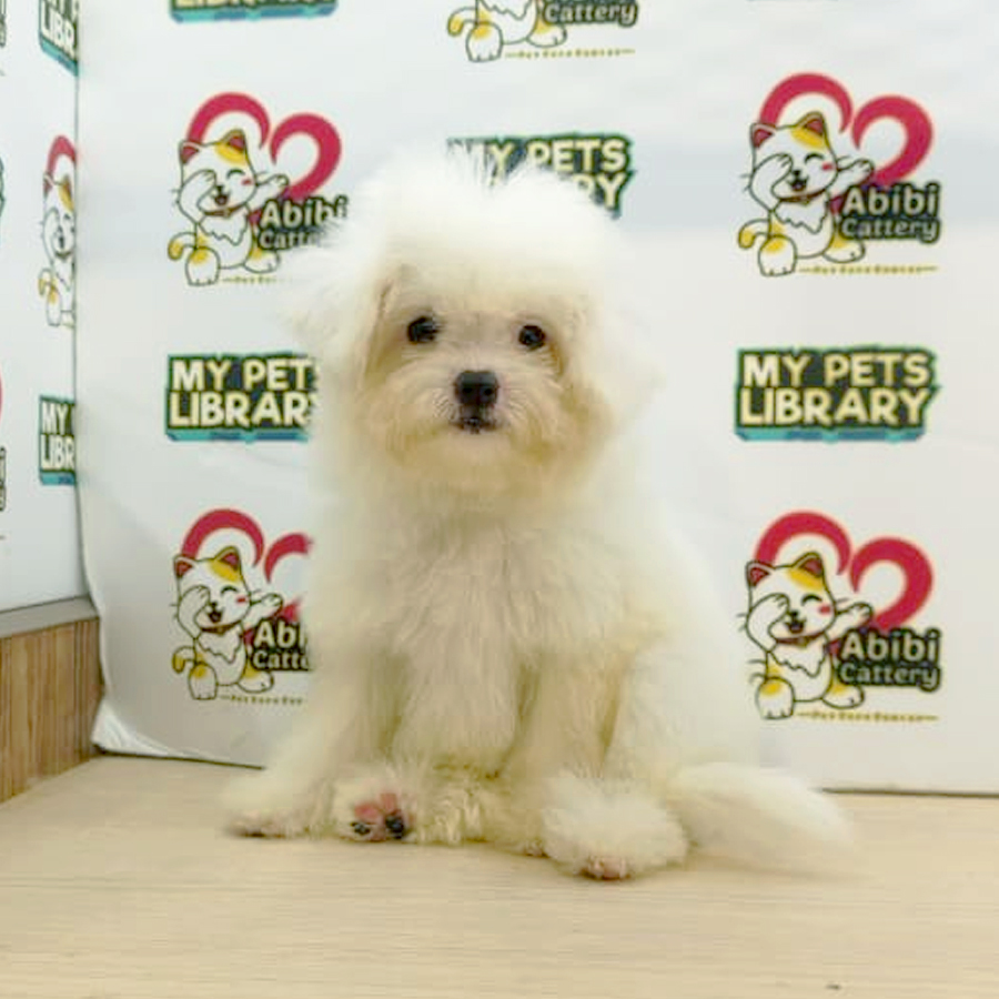 Bichon Frise Puppy