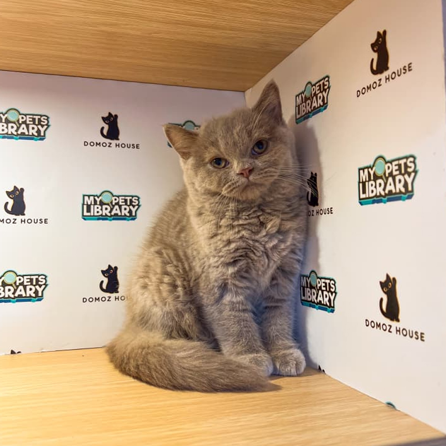 British Shorthair Kitten