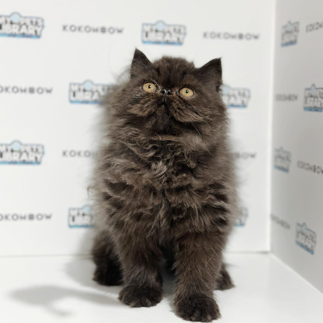 Persian Kitten