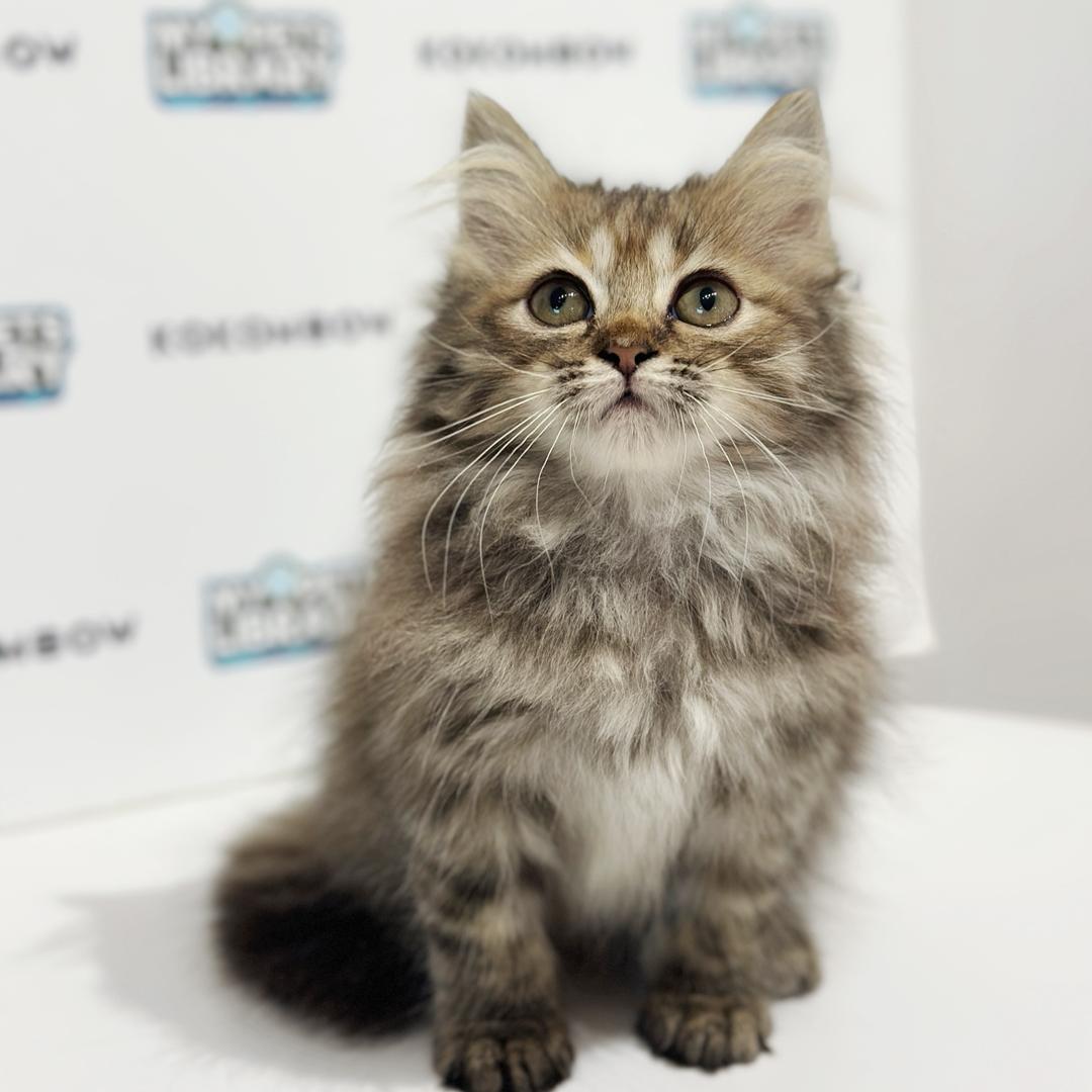 Turkish Angora Persian Kitten