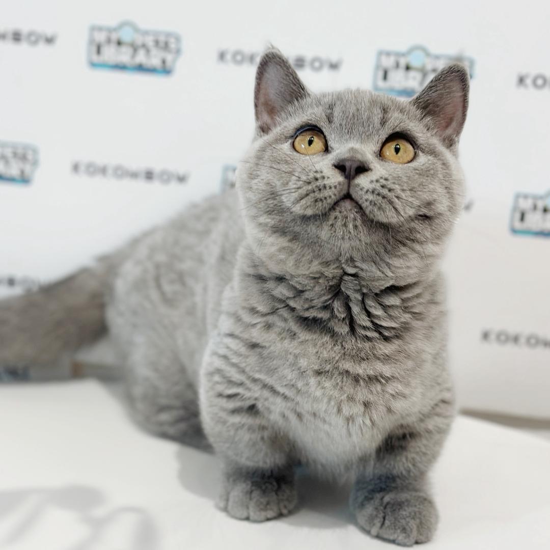 Super Short Munchkin British Shorthair Kitten