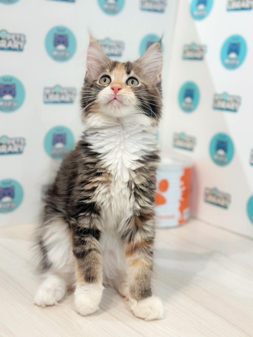 Maine Coon Kitten