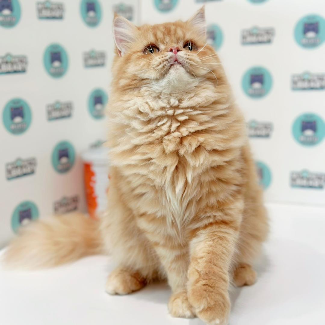 Scottishstraight Kitten