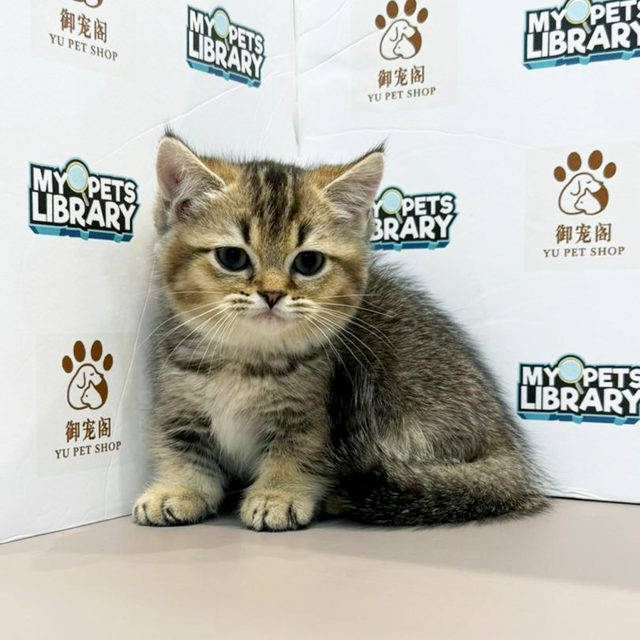 Munchkin Kitten