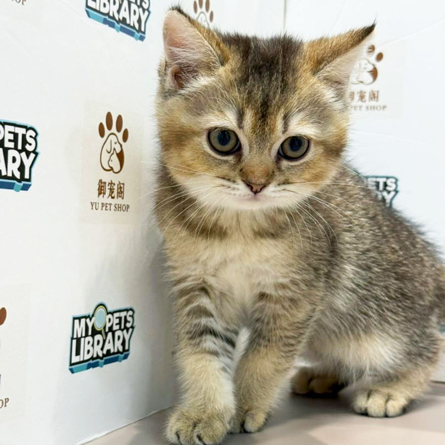 British Shorthair Kitten