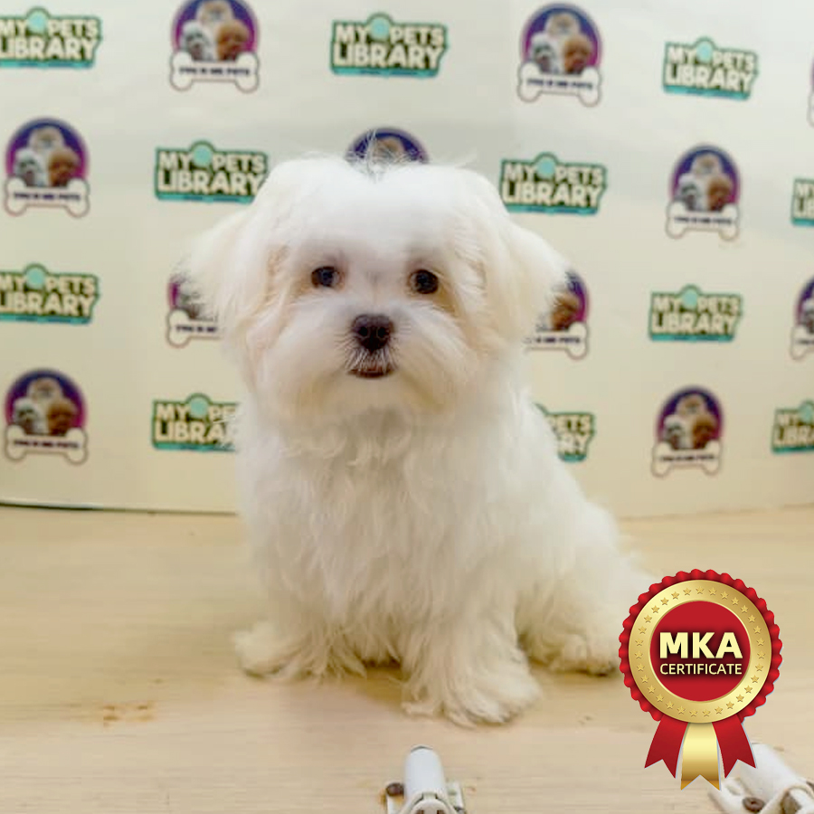 MKA Tiny Maltese Puppy