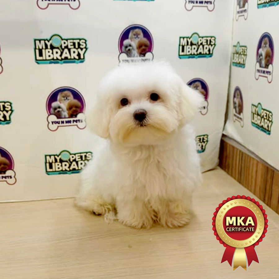 MKA Tiny Maltese Puppy