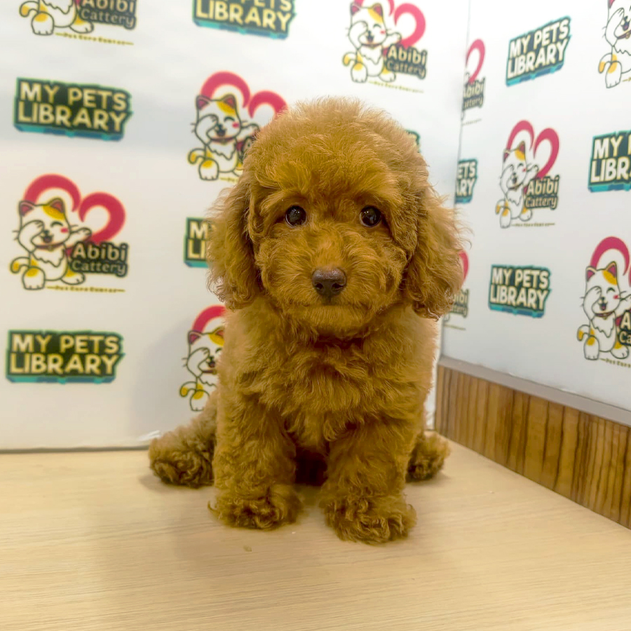 Toy Poodle Puppy