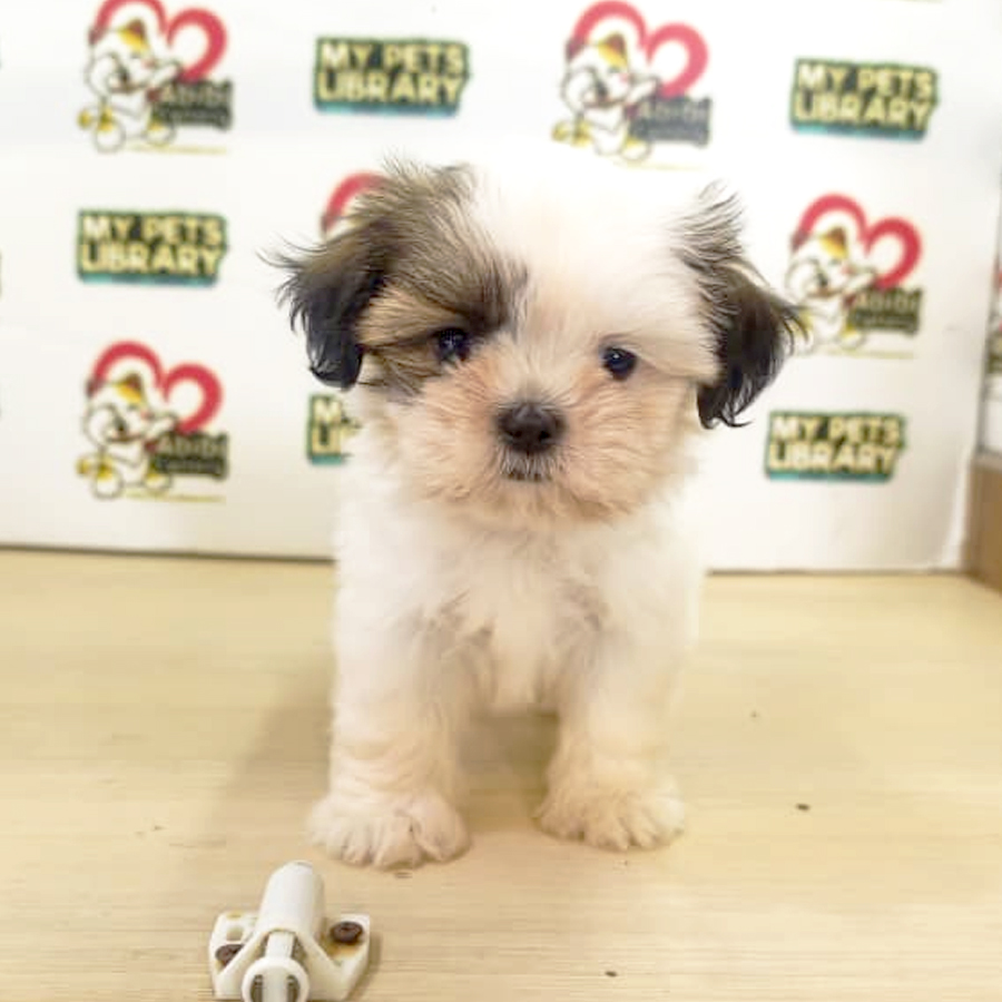 Shih Tzu Puppy