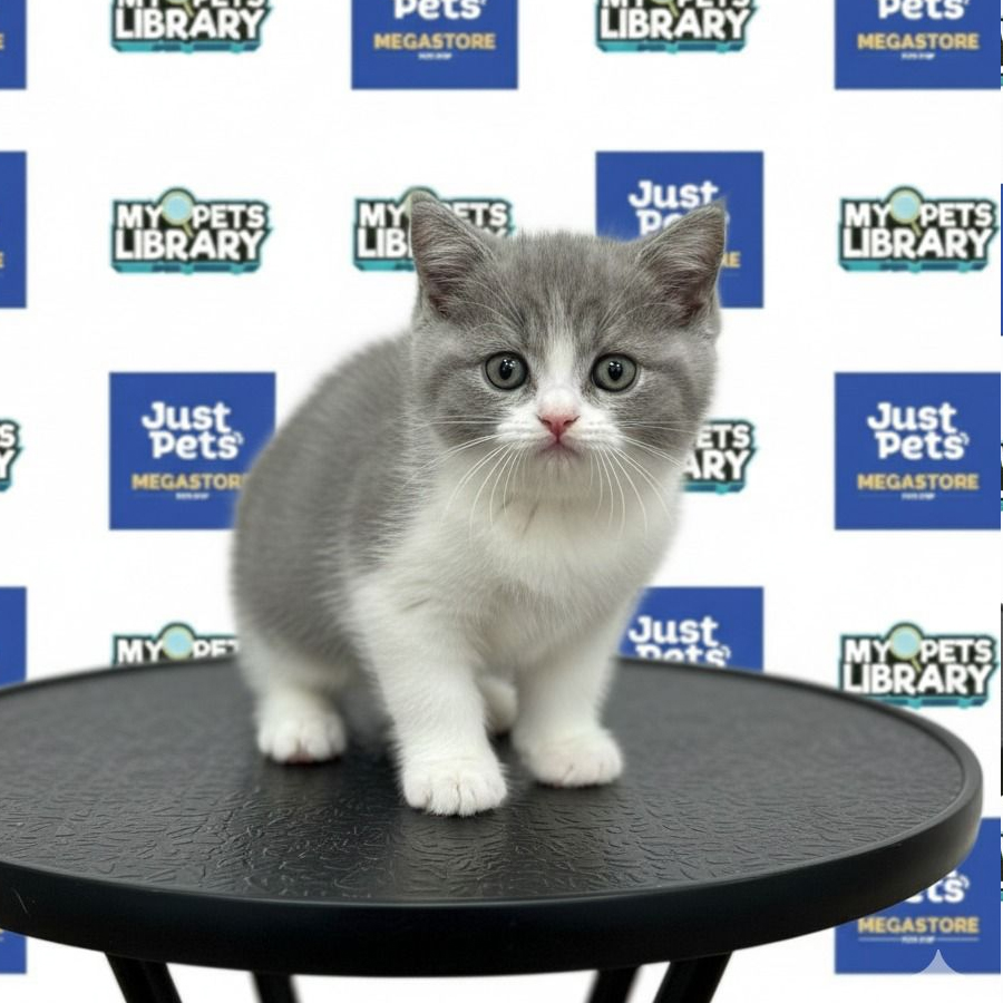 British Shorthair Kitten
