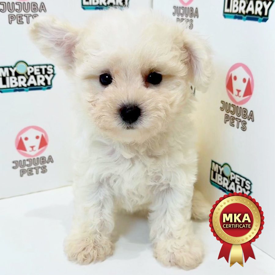 MKA Bichon Frise Puppy