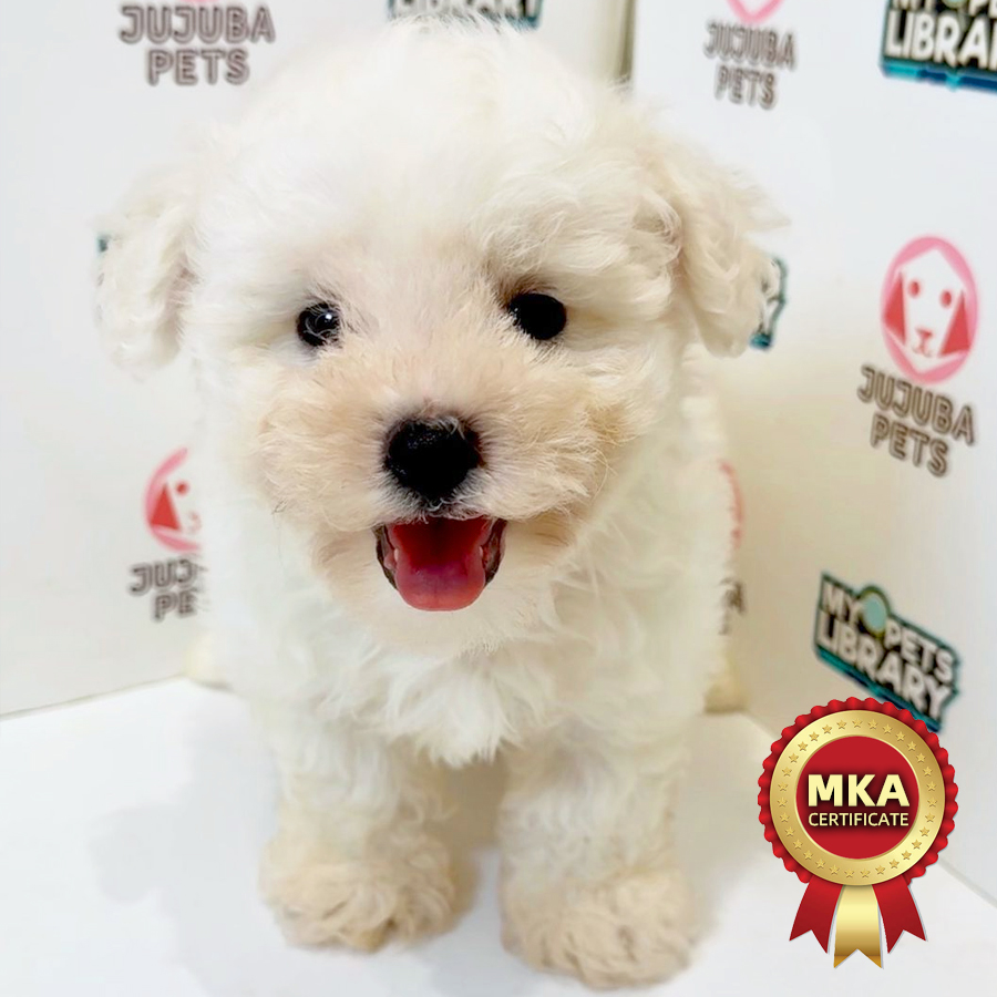 MKA Bichon Frise Puppy