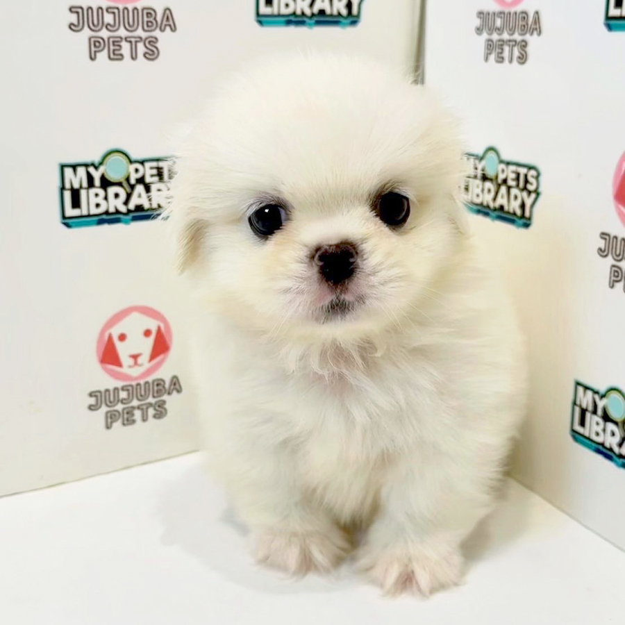 Pekingese Puppy