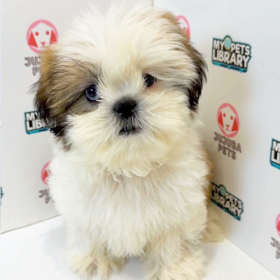 Shih Tzu Puppy