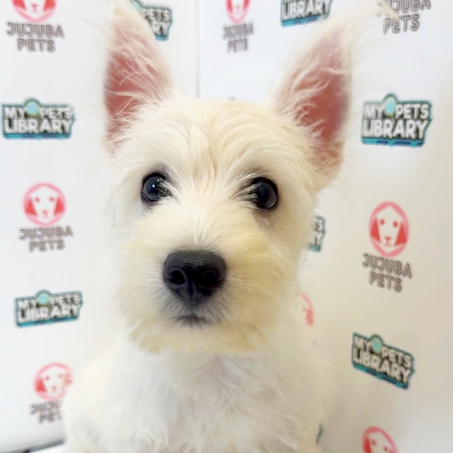 West Highland Terrier Puppy