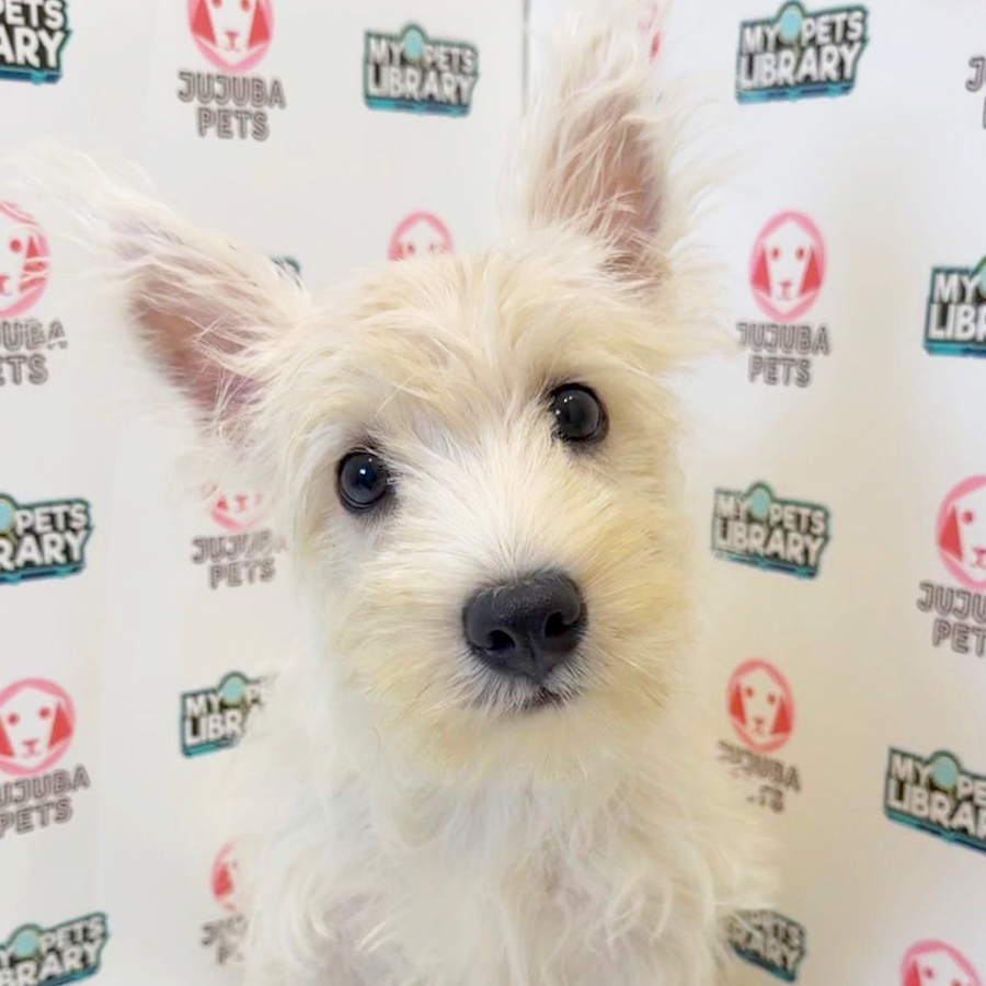 West Highland Terrier Puppy