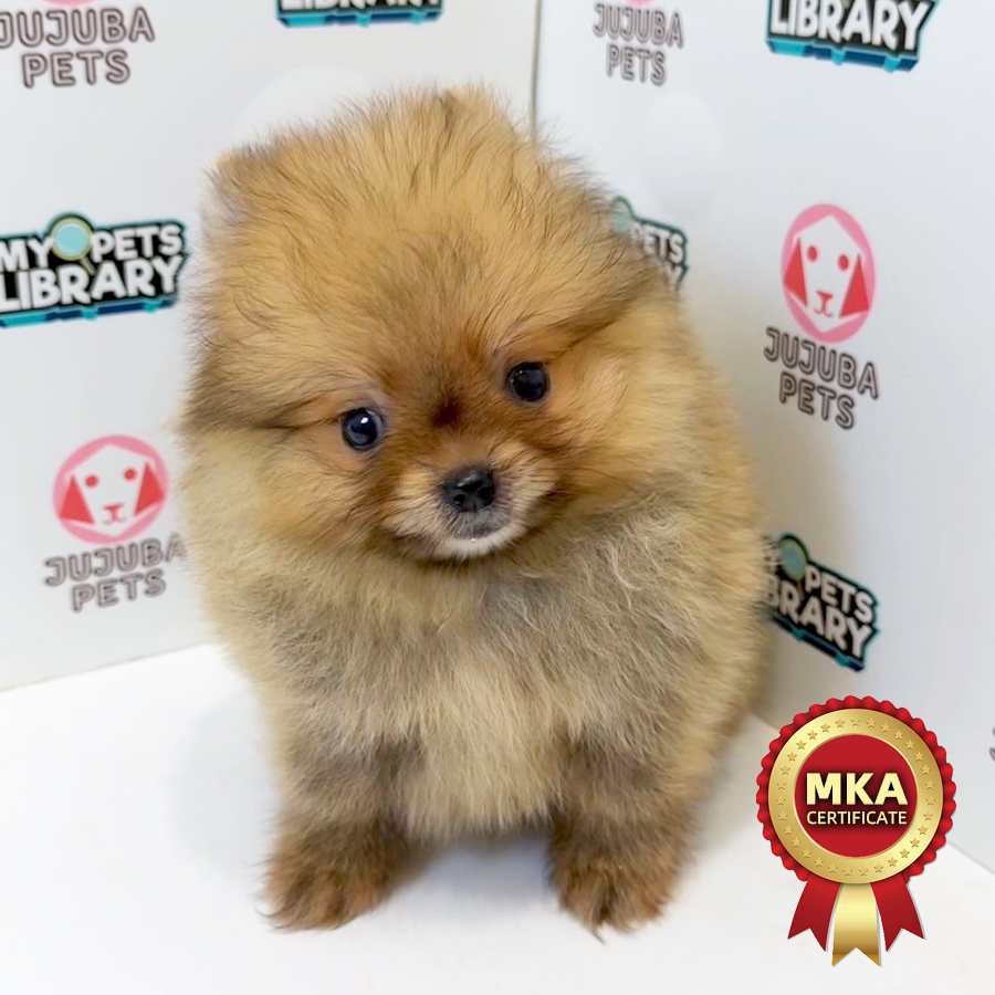 MKA Pomeranian Puppy