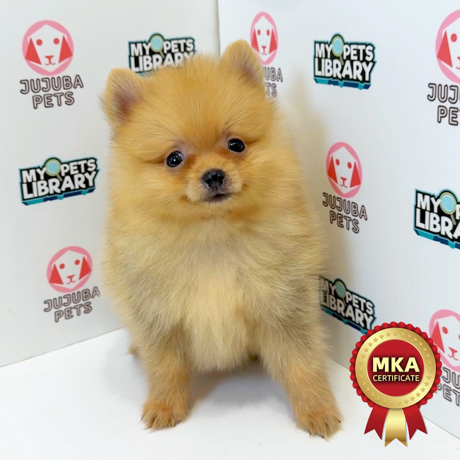 MKA Pomeranian Puppy