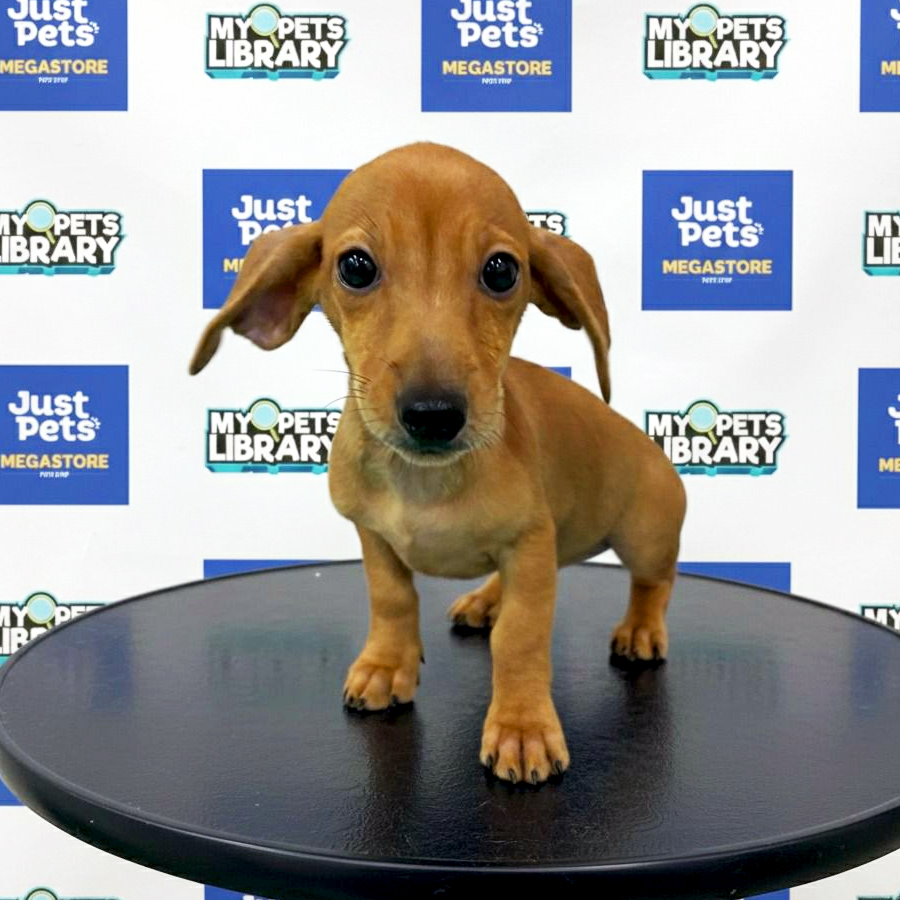 Daschund Puppy